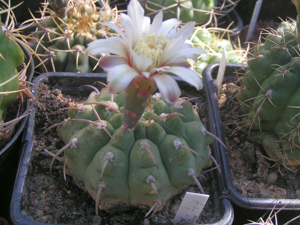 Gymnocalycium vatterii P 108 las Rabonas